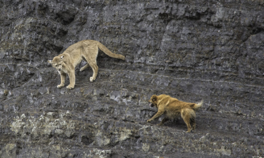 Los perros atacan al Puma en su medio natural por competencia entre depredadores (Foto de Miguel Fuentealba)